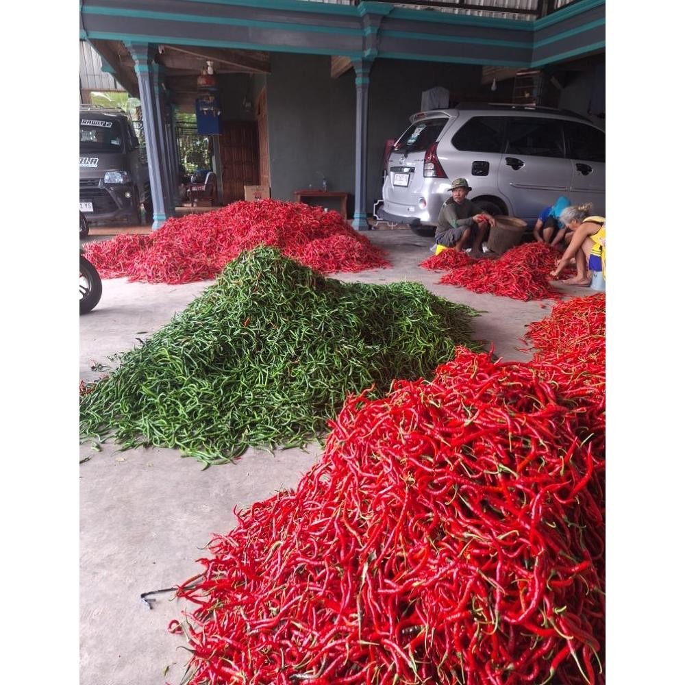 

Bisa Disesuaikan Cabe / Cabai Keriting Hijau 500Gr Murah