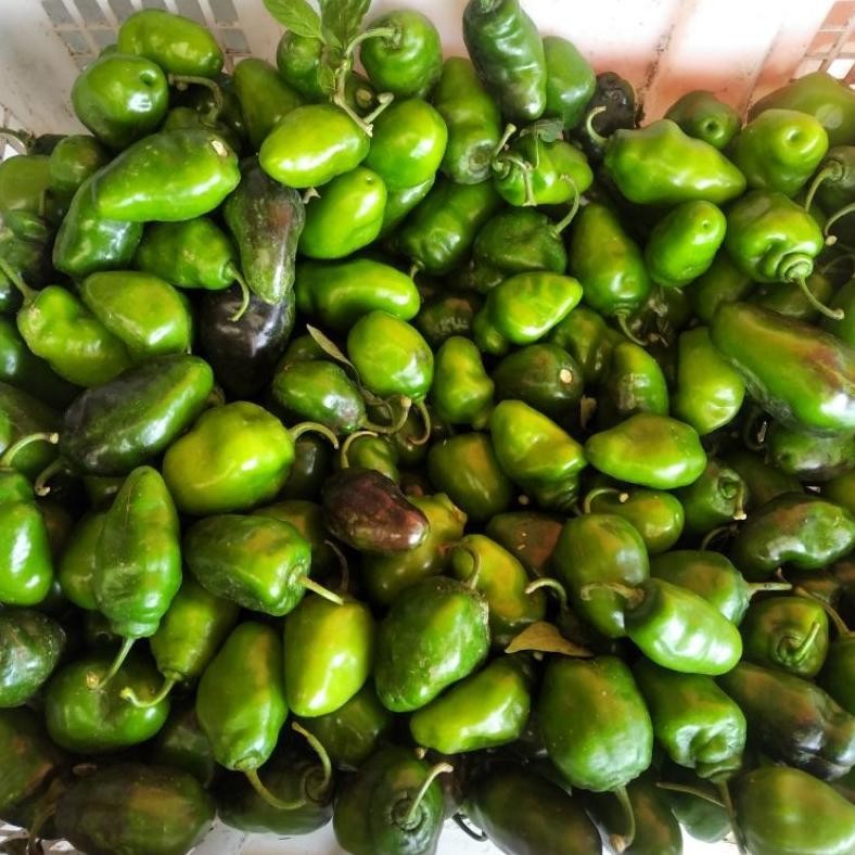 

Bisa Disesuaikan 500Gr Cabe Gendot Cabai Bendot Segar