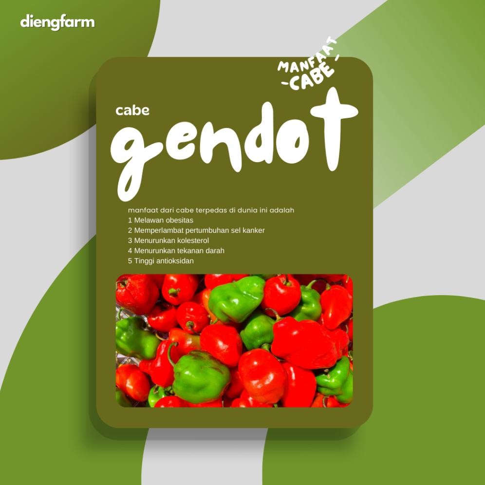 

Efektif Cabai Gendot Dieng Merah Dan Hijau 500 Gram