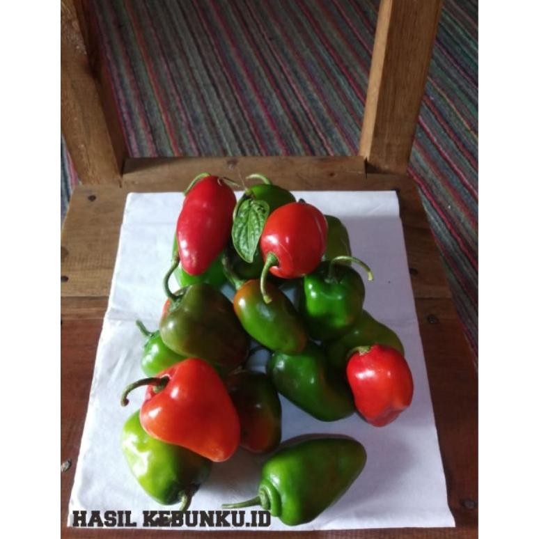 

Aman Cabe Gendot Organik Khas Dieng >>1000Gr