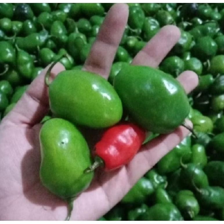 

Aman Terbaik Pete Cabe Gendot || Pete Pata Termurah 10Papan