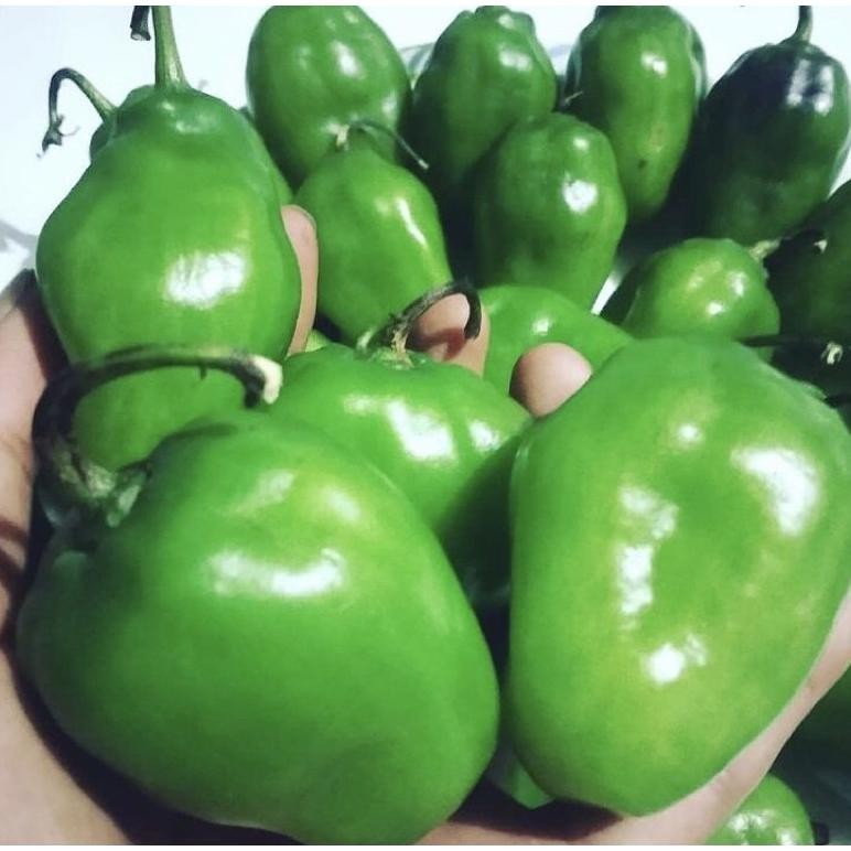 

Mudah Digunakan Cabe Gendot Fresh Murah Bandung