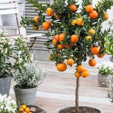 

TERMURAH TANAMAN JERUK SIEM MADU - SUDAH BERBUAH, COCOK UNTUK TABULAMPOT