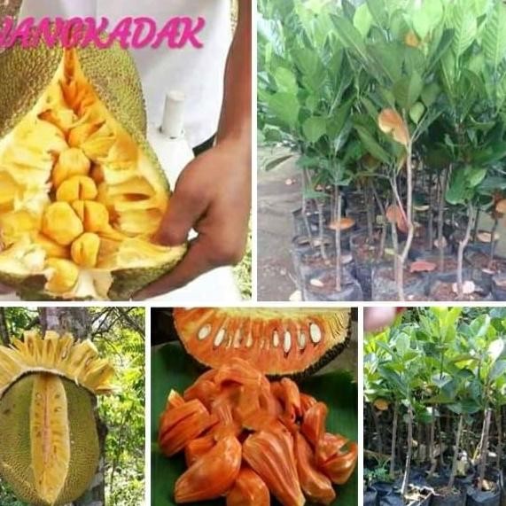 

TERMURAH MADU ZESTMAG HERBAL MADU ASLI ATASI PERUT KEMBUNG & MAAG