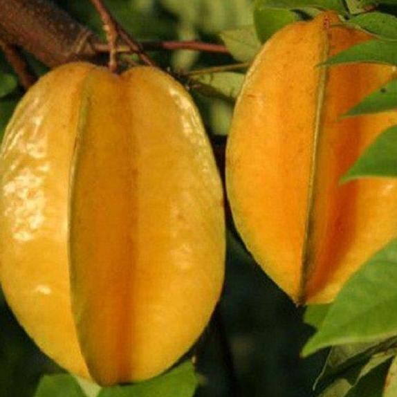 

TERMURAH BIBIT TANAMAN BELIMBING MADU UNGGUL CEPAT BERBUAH