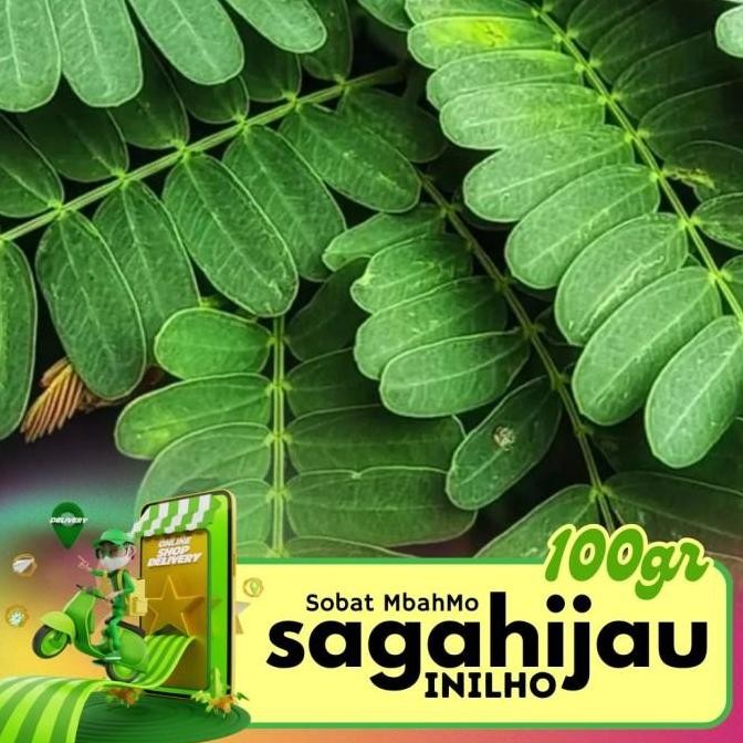 

Daun Saga Hijau Organik 1KG Asli Surabaya