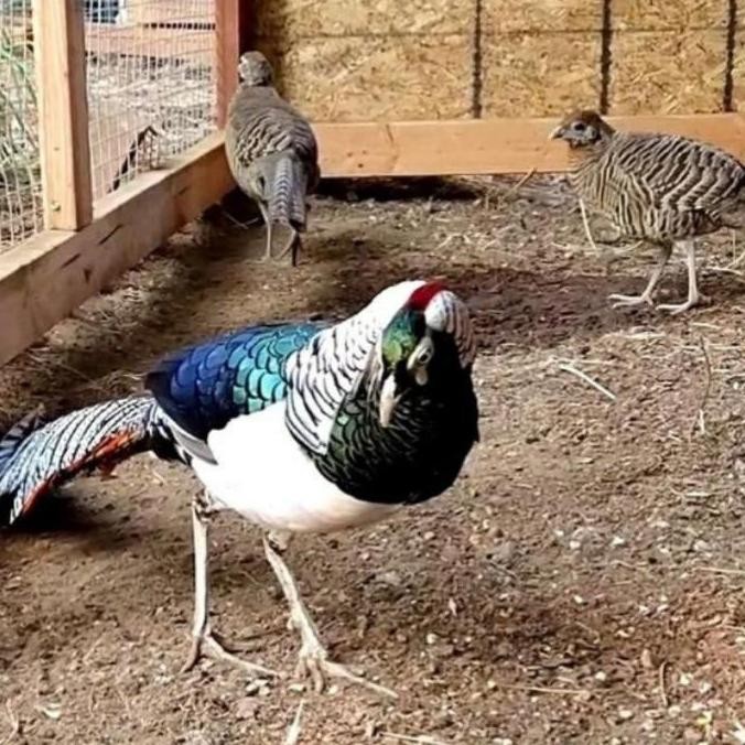

TELUR AYAM HIAS PHEASENT LADY AMHERST UNTUK DI TETAS KAN