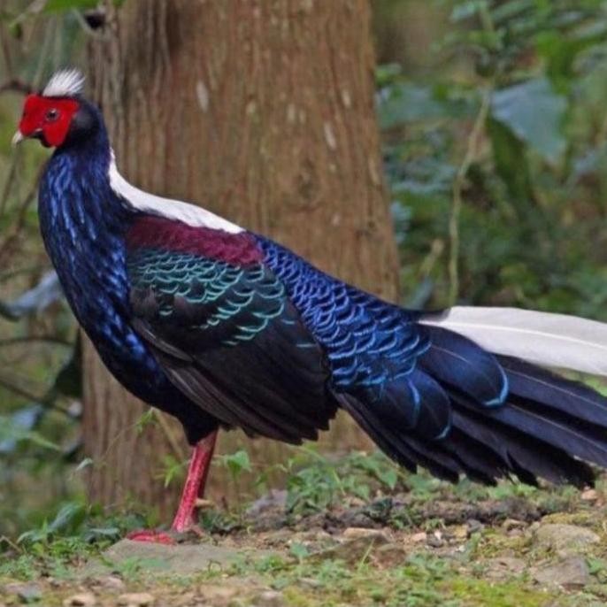 

TELUR AYAM SIAP TETAS FERTIL SWINHOE PHEASANT
