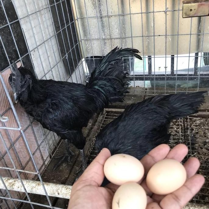 

TELUR TETAS AYAM CEMANI LIDAH HITAM
