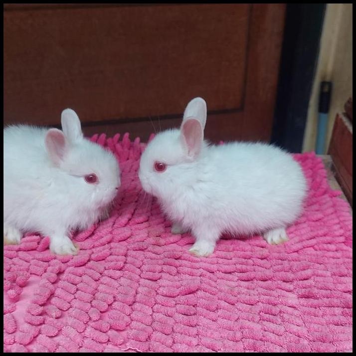 kelinci mini netherland dwarf putih albino