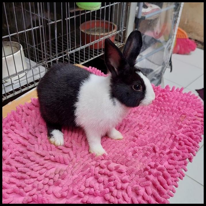 kelinci dutch senior