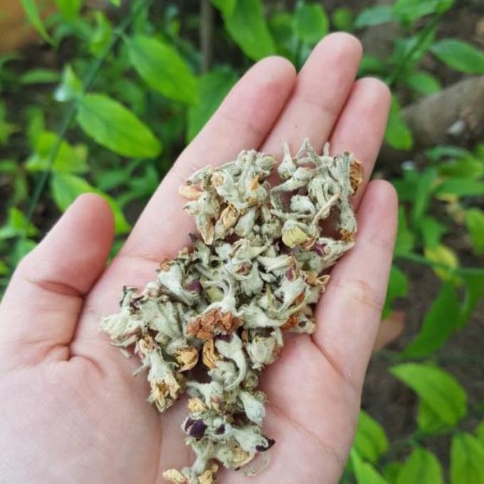 

Limited!, Premium- Apple Blossom Flower Tea 100Gram / Teh Bunga Apel