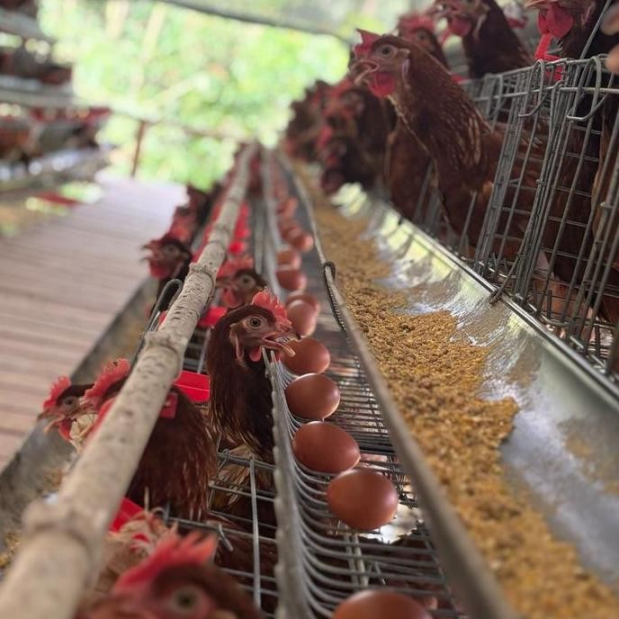 Terlaris Paket Usaha  Ayam Telur 100 Ekor +Kandang Fullset Ready Stok