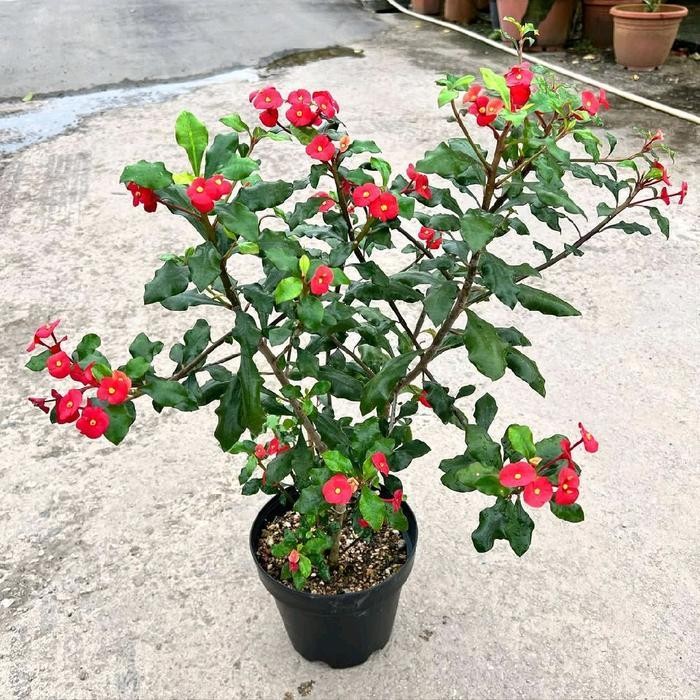 Tanaman Hias Euphorbia Geroldii - Eforbia Mini Tanpa Duri Merah Cerah - Berbunga Sepanjang Tahun - C