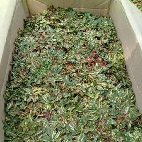 Tanaman Hias/Rumput Gajah Mini Varigata/Bibit Rumput Gajah Mini