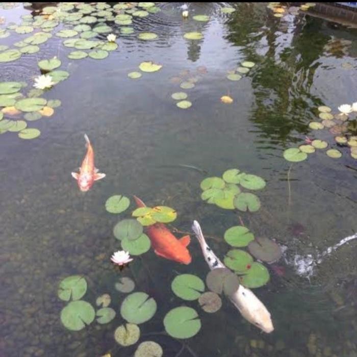 Tanaman Air Teratai Mini - Bunga Teratai Mini