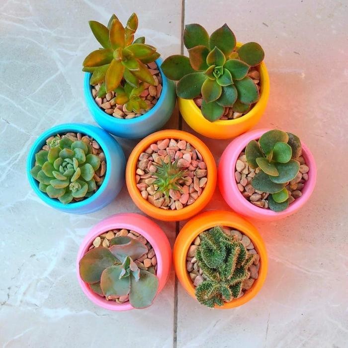 Kaktus Mini Sukulen Tanaman Hias Hidup Asli Paket 5 Pcs Komplit Murah