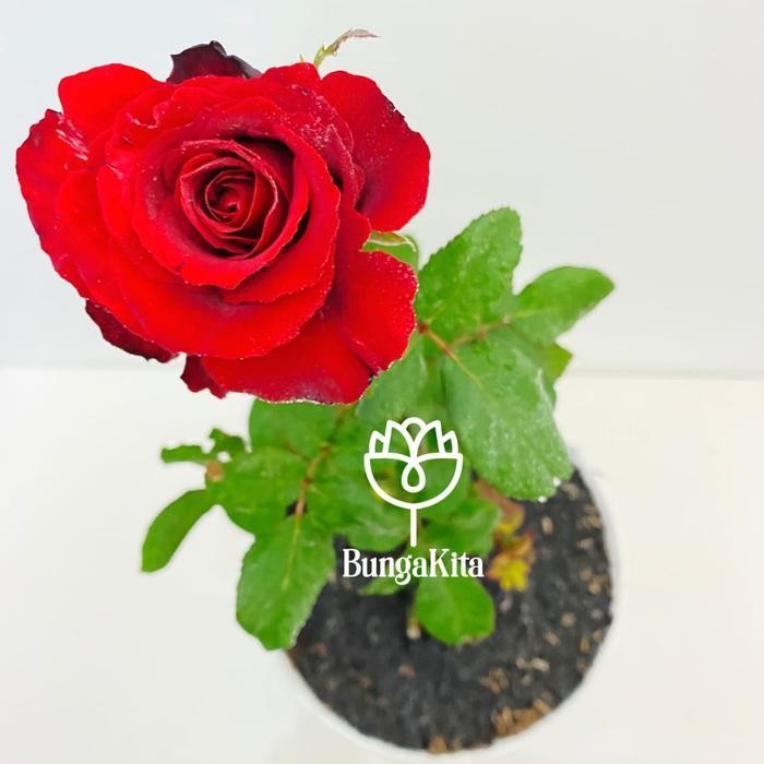 Kkim Bibit Bunga Mawar Holland Merah Id Sexy Red