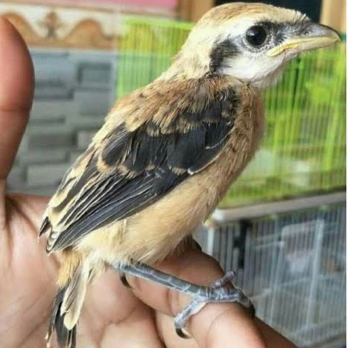 Burung pentet anak pilihan jatim