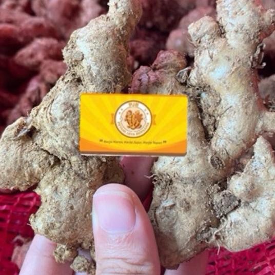 

Jahe Emprit Pacitan 4Kg Paket Grosir Freshsegar Rempah Jahe Putih