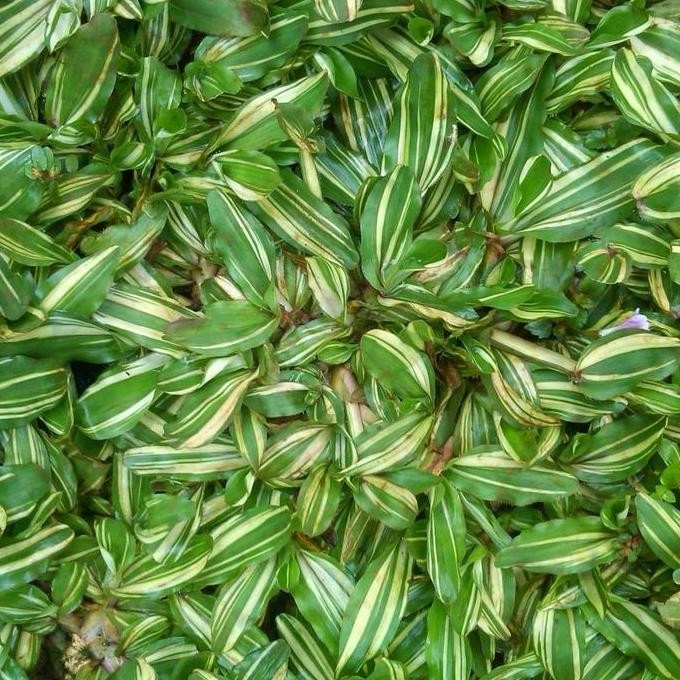 Rumput Varigata Gajah Mini