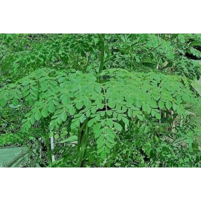 

daun kelor segar 500gr Nugi