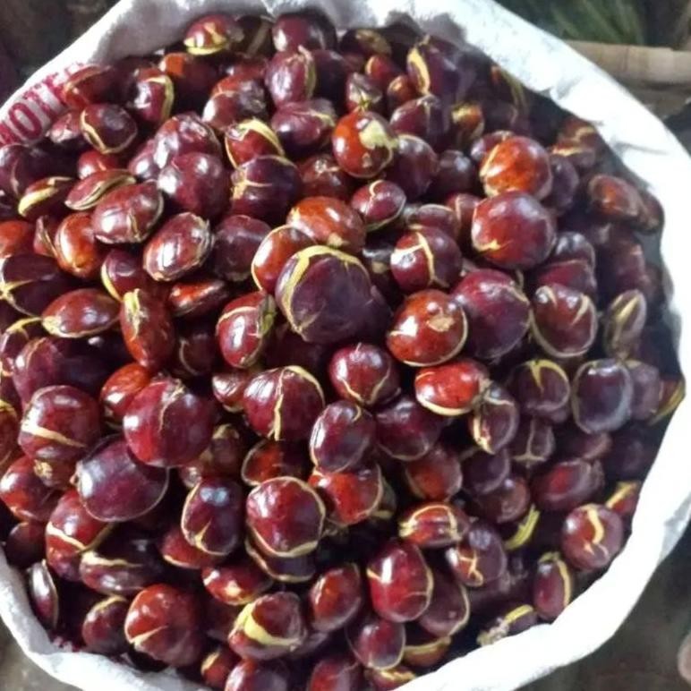 

Sayur Segar Jengkol Tua Mentah Sepi Tua Super Murah 500grm Nugi