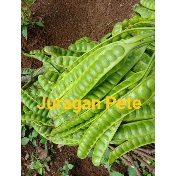 

Pete segar isi 6 papan Nugi