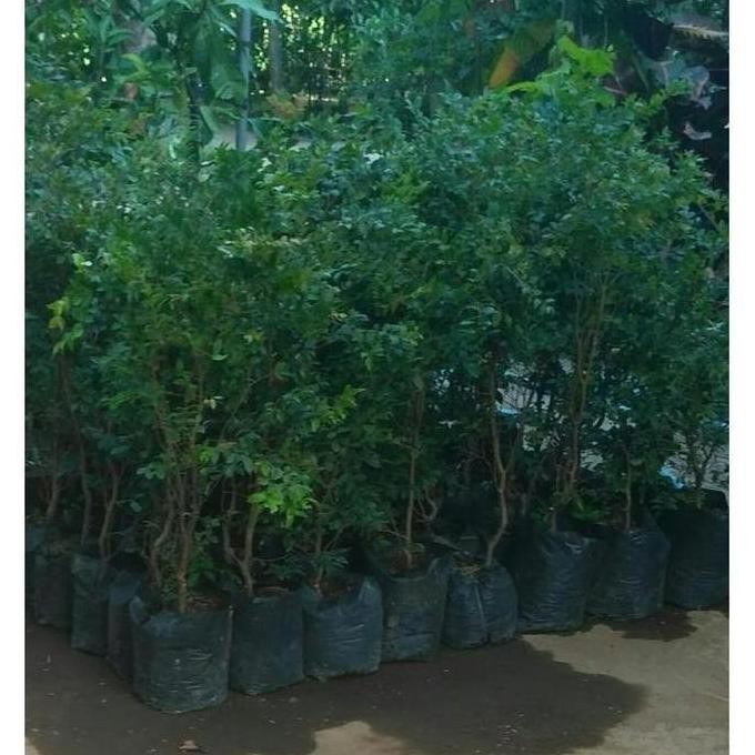 Terlaris Bibit Tanaman Buah Anggur Brazil / Anggur Pohon G3P SUPER