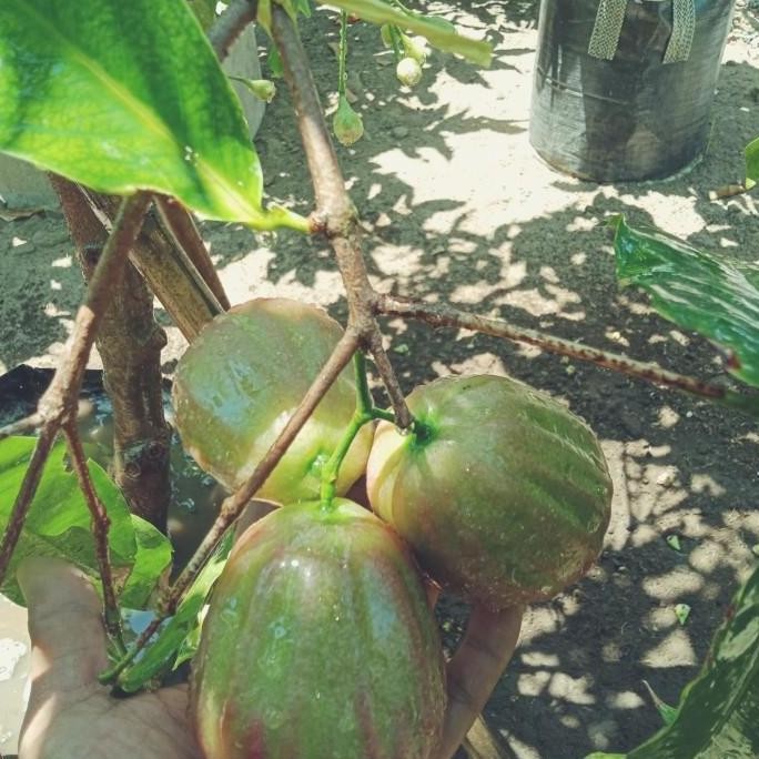 bibit cangkok jambu air dalhari TERRLARIS AA11
