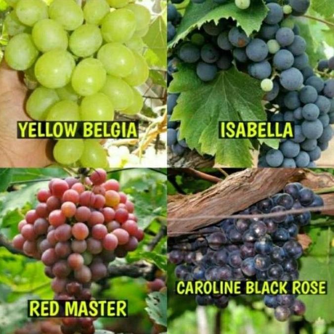 Terlaris Bibit Anggur Satu Paket Berisi 4 Bibit Anggur (4 Jenis Anggur