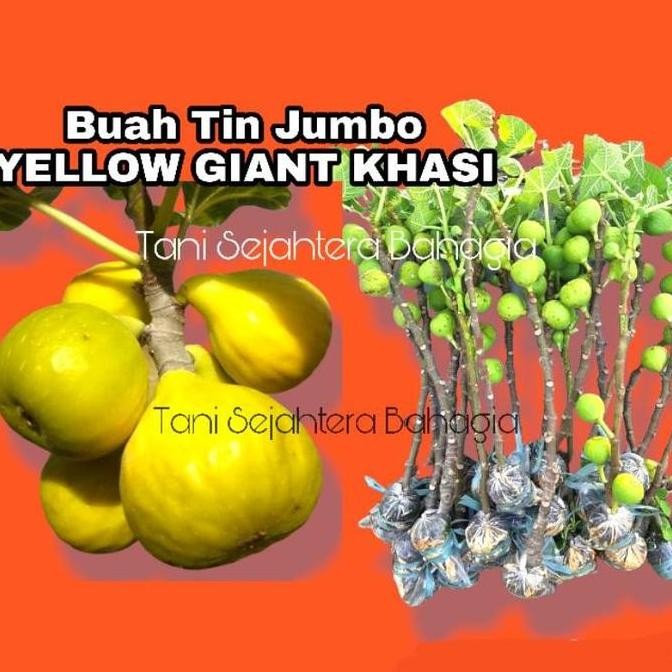 Terlaris Bibit Tanaman Pohon Buah Tin Jumbo YELLOW GIANT KHASI Sangat