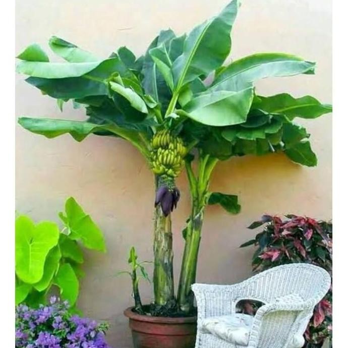 VIRAALL Bibit Tanaman Tabulampot Pisang Mini Asli MMZ