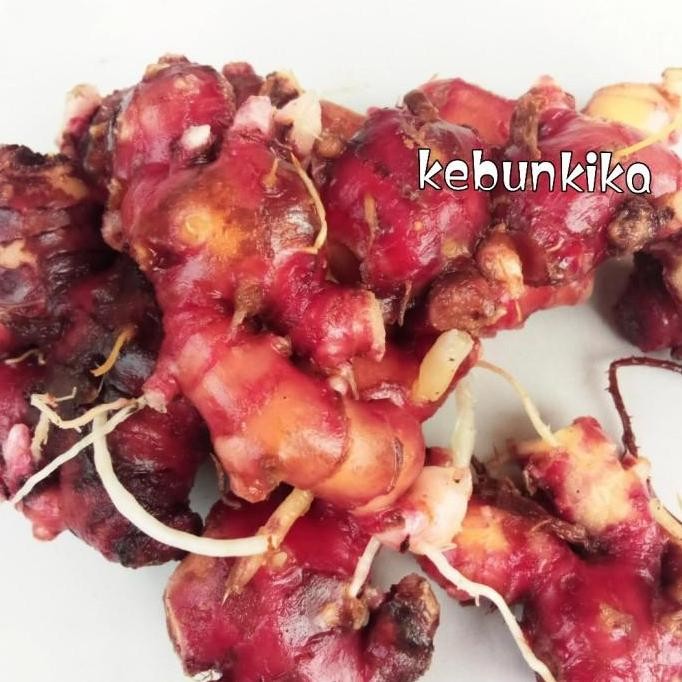 

Jahe merah segar/jahe merah organik 1kg