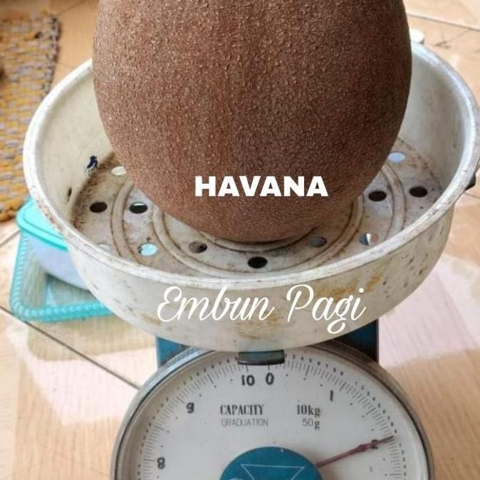 OBRAL Bibit Buah Mamey Sapote jenis Havana ATZX