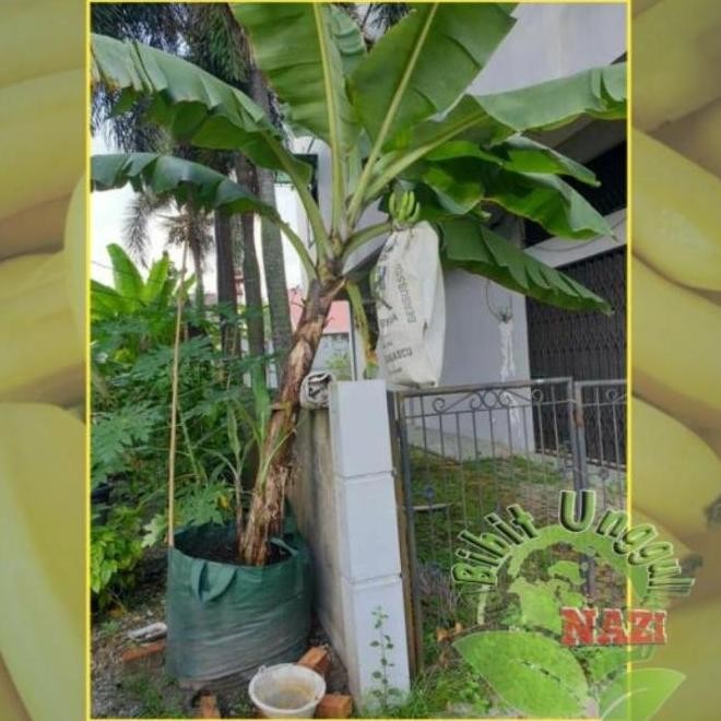 BIBIT PISANG CAVENDISH UNGGUL BISA TABULAMPOT ATV