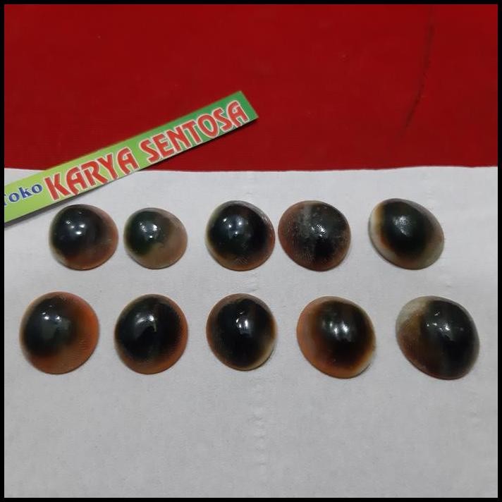 sepaket 10pcs keong buntet asli alam