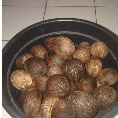 TEERCAYAA Bibit Pohon Bintaro / Simpalak Pohon buah anti a