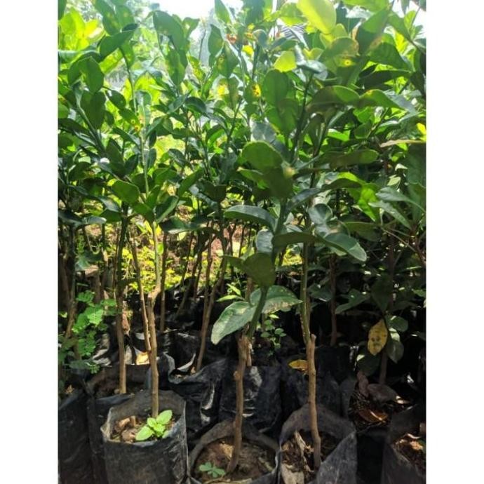 POHON Bibit Jeruk Purut bumbu masak tanaman buah hidup siap tanam