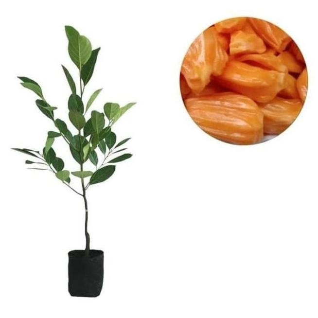 VIRALL Bibit Tanaman Buah Nangka Mini Pohon Nangka Bibit Nangka Mini