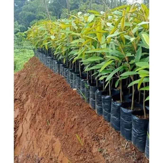 Bibit Buah Durian Bor Bisa Berbuah Pohon Pendek Bibit Hasil BEST