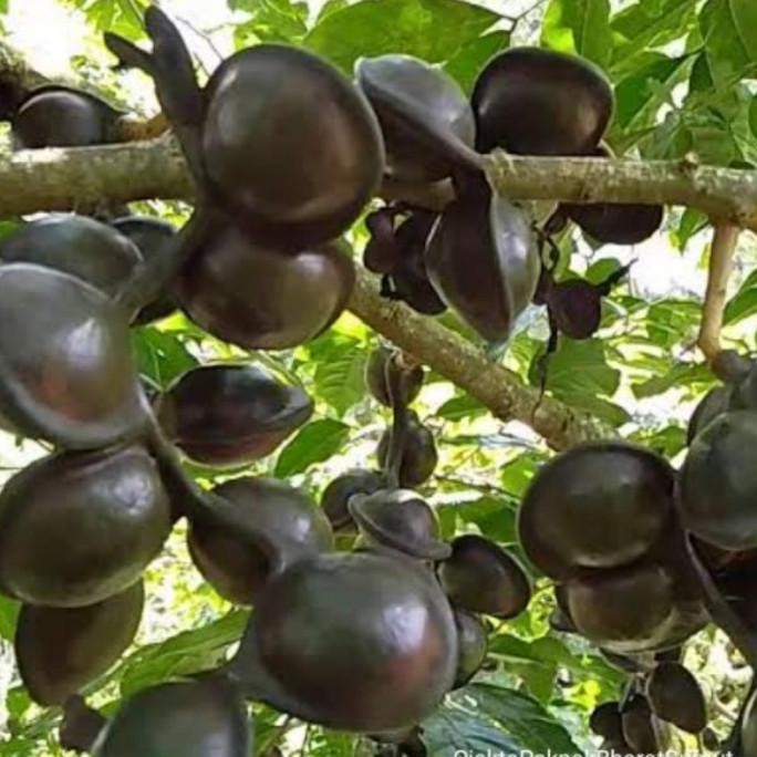 Bibit Buah Pohon Jengkol Super Hasil Okulasi Siap Tanam