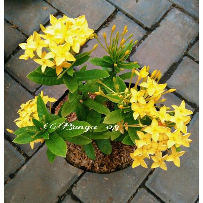 Baru  Tanaman hias SOKA / ASOKA KUNING / BUNGA SOKA KUNING