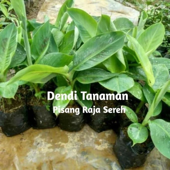 POHON Bibit Pohon Pisang Raja Sereh / Buah Pisang Raja BISA COD