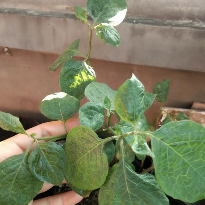 Pohon Leunca/Ranti-Bibit Tanaman Leunca/Buah Ranti 1