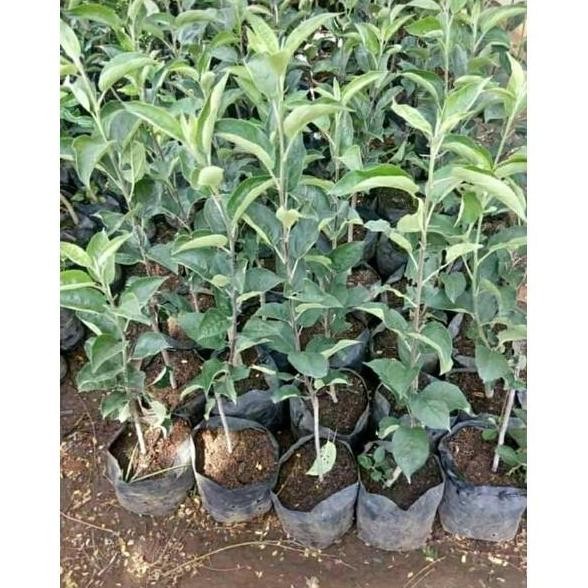 POHON Bibit Tanaman Buah Apel Anna Malang