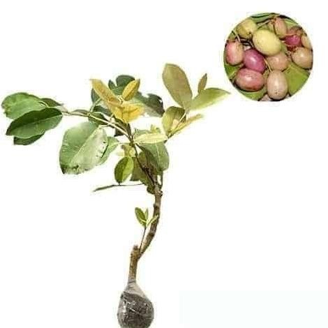 POHON Bibit Tanaman Buah Juwet Putih/Buah Jamblang/Buah Duwet/Buah