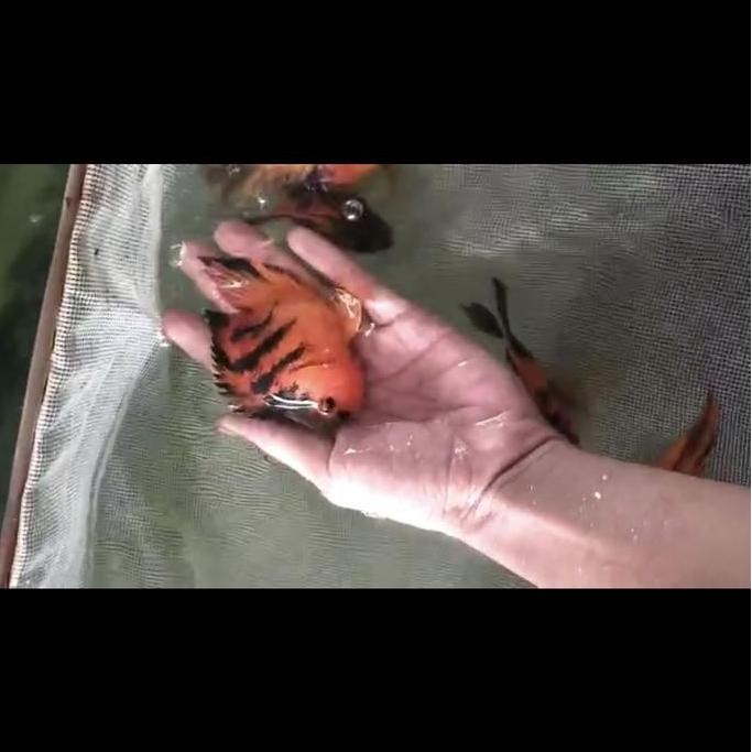 Kingkong Parrot Tiger No Tail 8-10Cm ( Langkah )