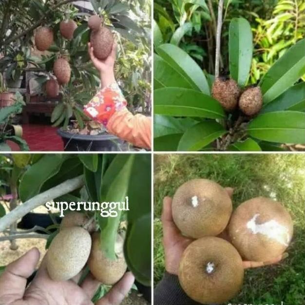 [Expert] Bibit Sawo Jumbo Mexico Unggul