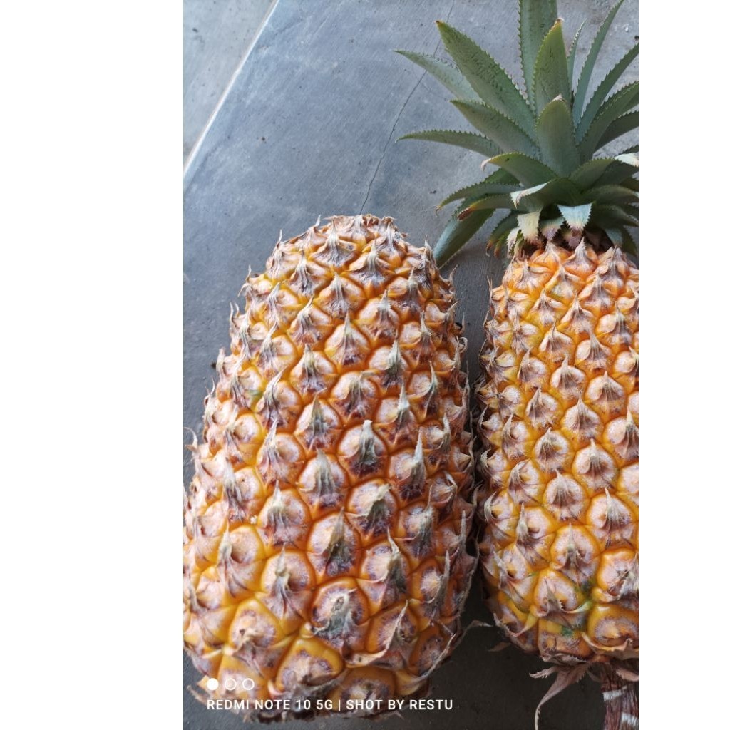 

[]COD[] __ Nanas Madu Asli Gunung Kelud Kediri//Asli Dari Kebon Sendiri